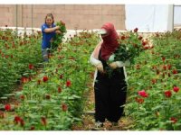 Anneler Günü öncesi gülde dikkat çeken fiyat marjı: Bahçede 5, çiçek sitelerinde 80-100 TL