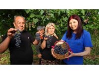 Turfanda ’Siyah İnci’ hasadı başladı