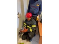 Osmaniye’de mahsur kalan yavru kedileri itfaiye ekipleri kurtardı