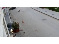 Alkollü sürücü önce kaldırıma sonra yolun karşısındaki iş yerinin saksılarına çarptı