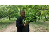 Isparta’da don kayısı üreticilerini zarara uğrattı