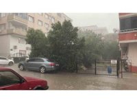 Osmaniye’de fırtına ağaçları kökünden söktü