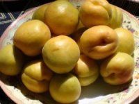 Mut Karacaoğlan Kayısı Kültür ve Sanat Festivali 30 Mayıs’ta