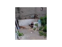 Sel sularına kapılan tavuklarını kurtarmak için kümesine koştu