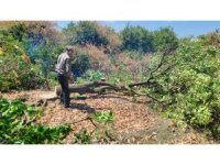 Çiftçiler yeniden üretebilmek için don afetinde kuruyan narenciye ağaçlarını kesmeye başladı