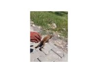 Su giderine sıkışan kedi kurtarıldı