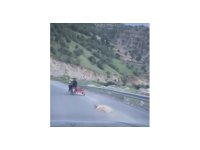 Telef olduğu iddia edilen köpeği motosikletle sürüklediler