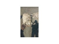 Kurtlar sabaha karşı girdiği ağılda 12 koyunu telef etti 20’sini yaraladı