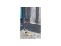 Duvar arasında mahsur kalan kedi, duvarın kırılmasıyla kurtarıldı