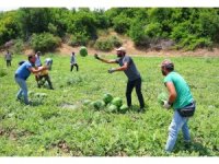 Tescilli Adana karpuzunda hasat başladı: Kilogramı 20-24 lira