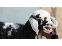 Meraya dökülen zehir 77 koyunu telef etti, onlarca kuzu annesiz kaldı