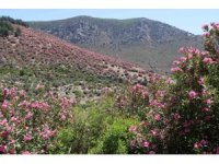 Adana’da dağlar zakkumların çiçek açmasıyla pembeye boyandı