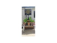 Defne’de saksı içerisine ekili 19 kök Hint keneviri bitkisi ele geçirildi