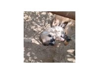Çalıların arasındaki boşluğa düşen yavru köpekleri itfaiye kurtardı