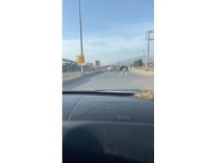 Deve kuşunu trafikte gören vatandaşın şaşkınlık yaşadığı anlar gülümsetti
