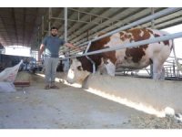 Fiyatı ve hırçınlığıyla ürküten bin 400 kiloluk devasa tosun servet değerindeki fiyatıyla alıcısını bekliyor