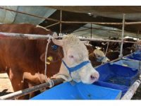 Kepez’de 2 noktada  canlı hayvan pazarı kuruldu