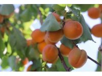 Amik Ovası’nda bereketli kayısı hasadı başladı