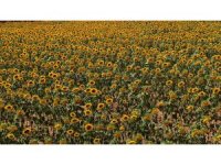 Tarlalarda görsel şölen: Ayçiçekleri tarlaları sarıya boyadı