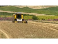 Buğday hasadı sürüyor: Bu sezon verim düşük