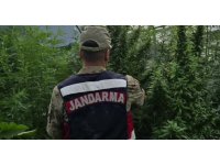 Jandarma’dan kenevir serasına operasyon