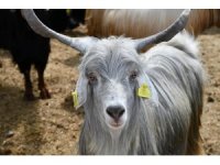 Osmaniye’de Kurban Bayramı öncesi hayvan pazarlarına denetim