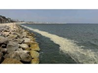 Mersin Körfezi’nde ’alg patlaması ve müsilaj kalıntıları’