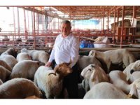 Kahramanmaraş’ta kurbanlık fiyatı birçok ilden ucuz: Kilosu 250 ile 295 TL arasında