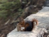 Sincabın bayram kömbesi yemesi gülümsetti