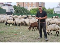 Depremzede vatandaşların memleketlerine dönüşü kurbanlıklara olan rağbeti arttırdı