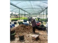 Tarsus’ta ’klonal okaliptus’ fidanı üretimi