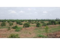 Tarsus’ta ağaç katliamı