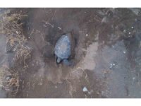 Akdeniz’in simgesi carettalar döndü: İlk anaçlar yumurtalarını bıraktı