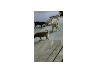 Sokak köpeklerinin saldırdığı kedi telef oldu