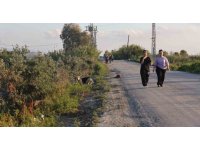 Kuduz karantinasının olduğu 4 mahallede sokak köpekleri vatandaşları tedirgin ediyor