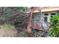 Manavgat’ta dev ağaç binanın üzerine devrildi