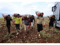 Bunlar özel işçiler: Günlük 250-300 ton patates yükleyip 2 bin 500 TL kazanıyorlar