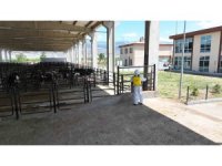 Kahramanmaraş Hayvan Borsası hazır