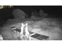 Ayının kovanlara saldırdığı anlar kamerada