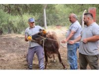 Antalya Büyükşehir Belediyesi Kurban Bayramı’na hazır