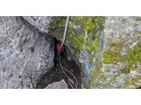 Düştüğü mağarada 3 gün mahsur kalan keçiyi kurtarma ekipleri çıkardı