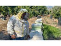 Kovanlarına ayı saldıran arıcı: "Bal falan kalmamış"