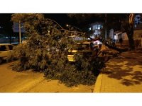 Park halindeki otomobilin üzerine ağaç devrildi