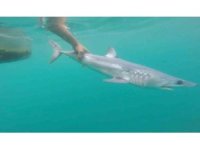 Tatilcileri rahatlatan açıklama: "Türkiye’deki denizler, köpek balığı riski açısından çok güvenli"