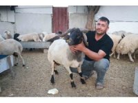 Sürüdeki 200 hayvan arasından 3 boynuzuyla ön plana çıkan ‘ahırın süsü’ ilgi odağı oldu