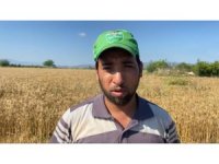 Osmaniye’de mevsim nedeniyle buğday hasadı geç başladı