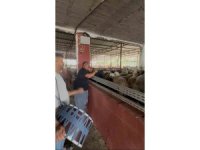 Kurbanlıklara davullu zurnalı konser