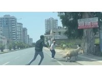 Adana’da kaçan koyun ve keçiler sahiplerini peşlerinden koşturdu
