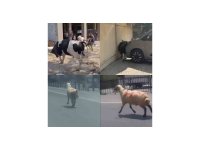 Kurbanlıklar firarda