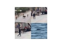 Kaçan boğa ortalığı bir birine kattı, diğeri ise denizde telef oldu